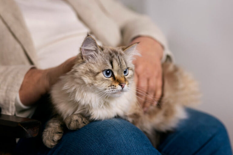 De Helende Harmonie van Katten